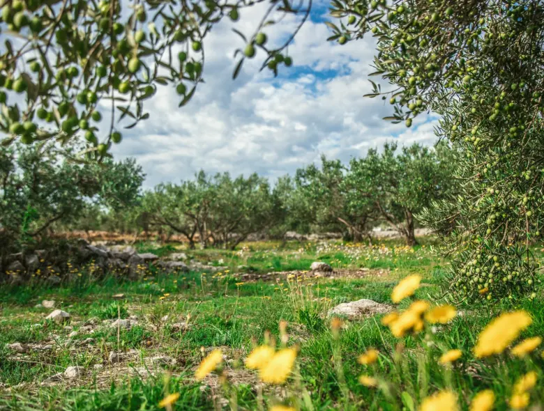 Terreno ou quintal com área livre